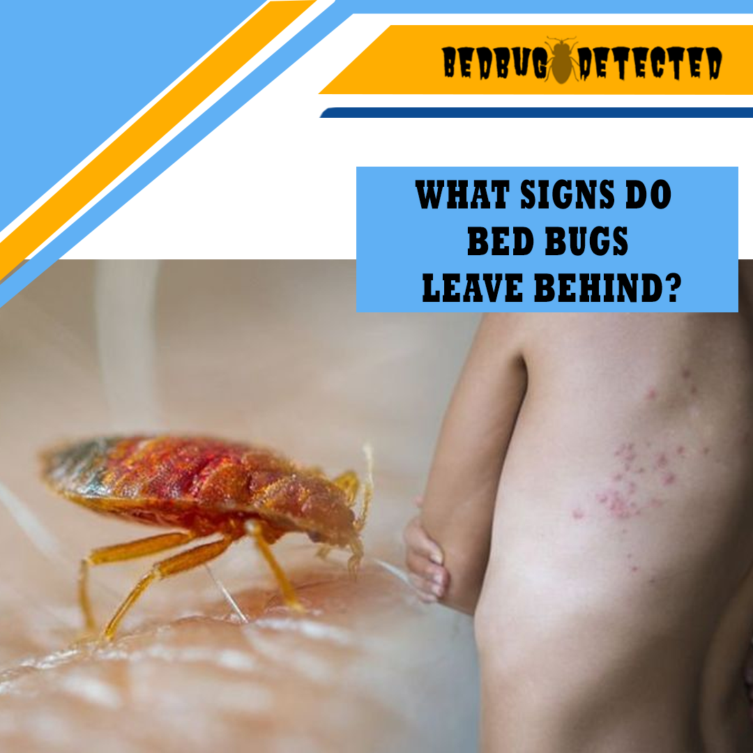 WHAT SIGNS DO BED BUGS LEAVE BEHIND?