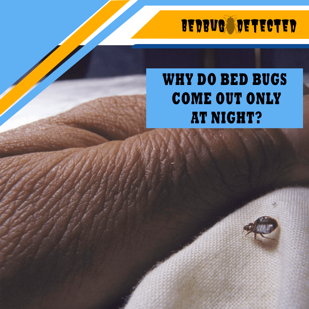 WHY DO BED BUGS COME OUT ONLY AT NIGHT