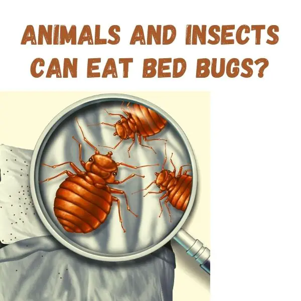 Which Animals And Insects Can Eat Bed Bugs?