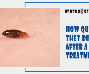 bugs to die-after-an-extermination
