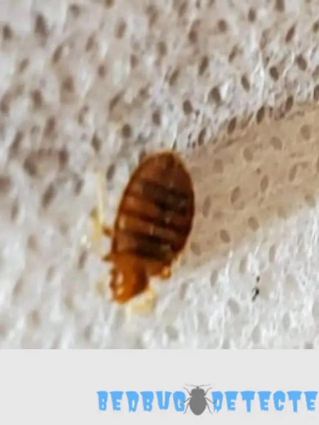 close view of bedbug