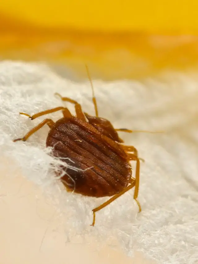 HOW TO REMOVE BED BUGS FROM A MATTRESS