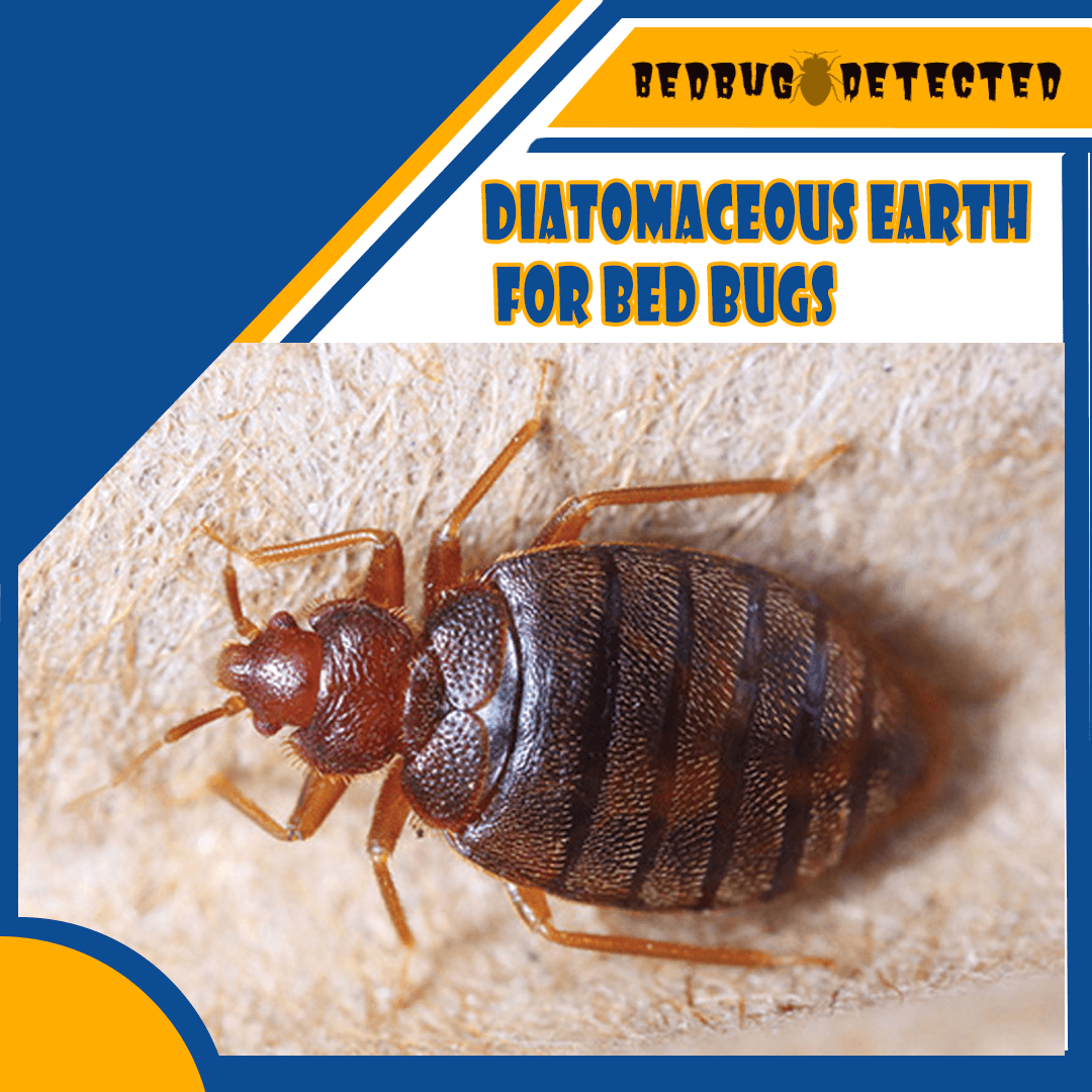 diatomaceous earth for bed bugs