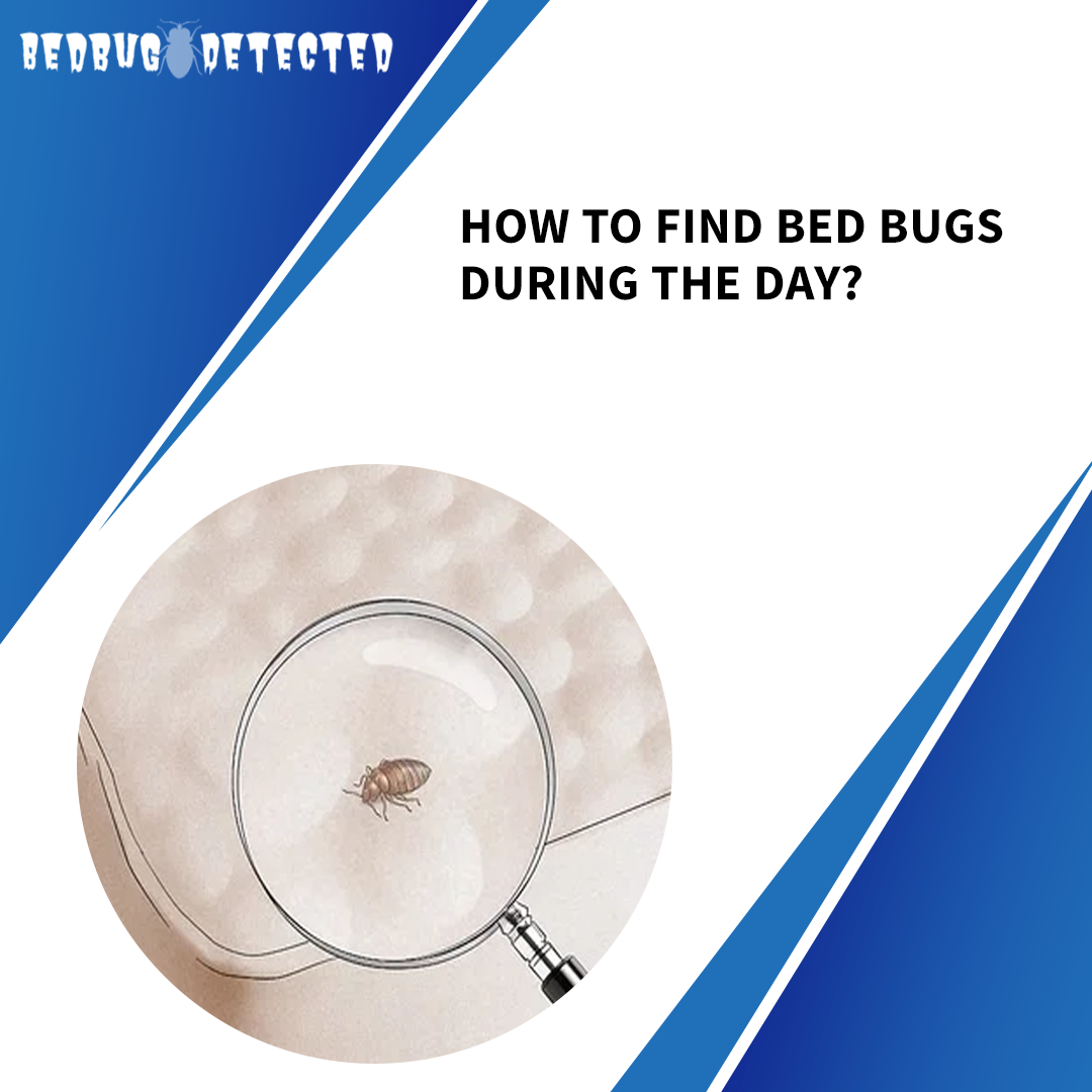 HOW TO FIND BED BUGS DURING THE DAY?