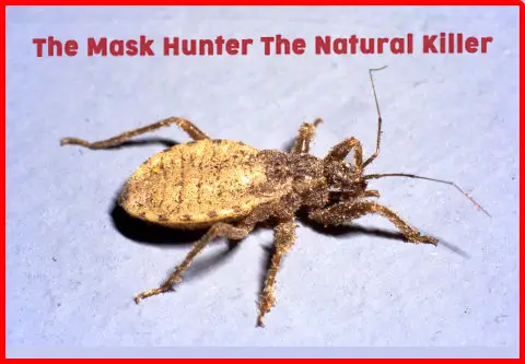 Mask Hunter