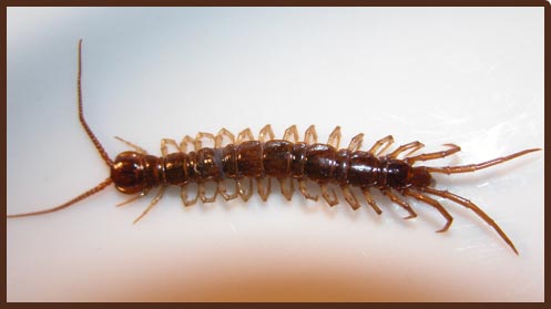 Which Animals And Insects Can Eat Bed Bugs?