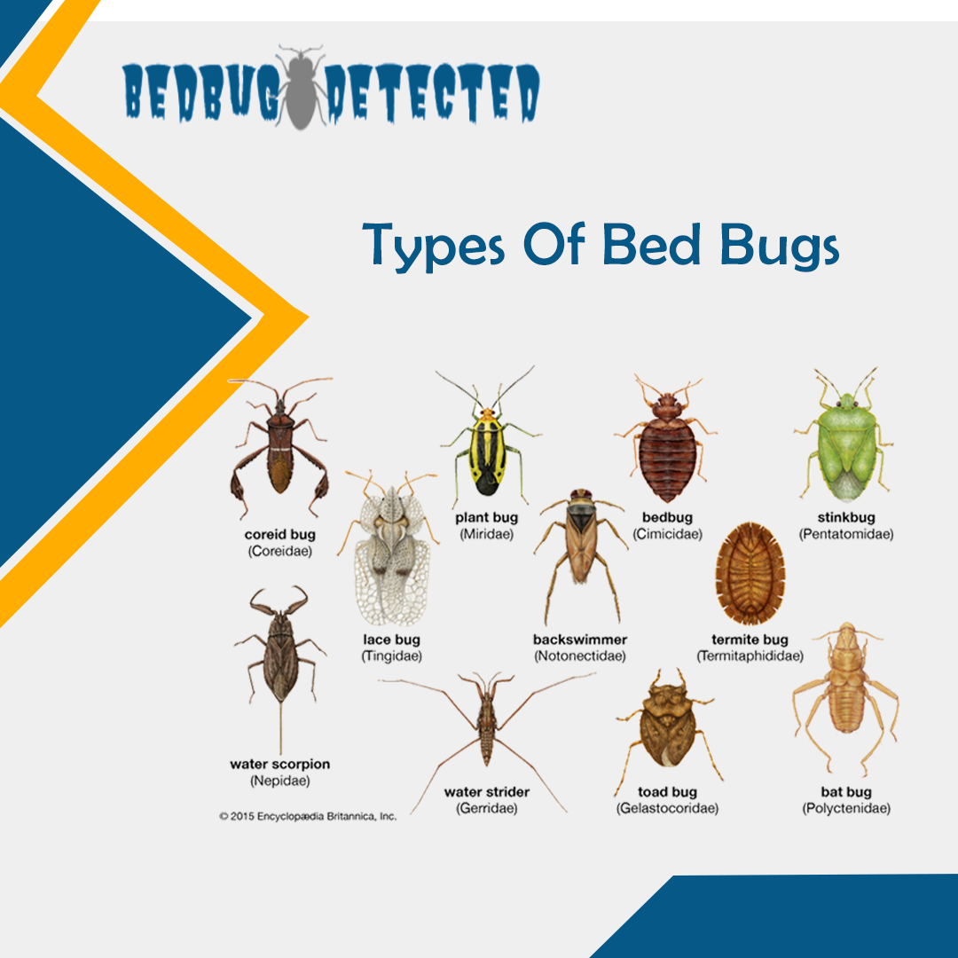 Different Types Of Bugs Found In Beds At Donald Carmen Blog
