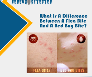 What Is A Difference Between A Flea Bite And A Bed Bug Bite
