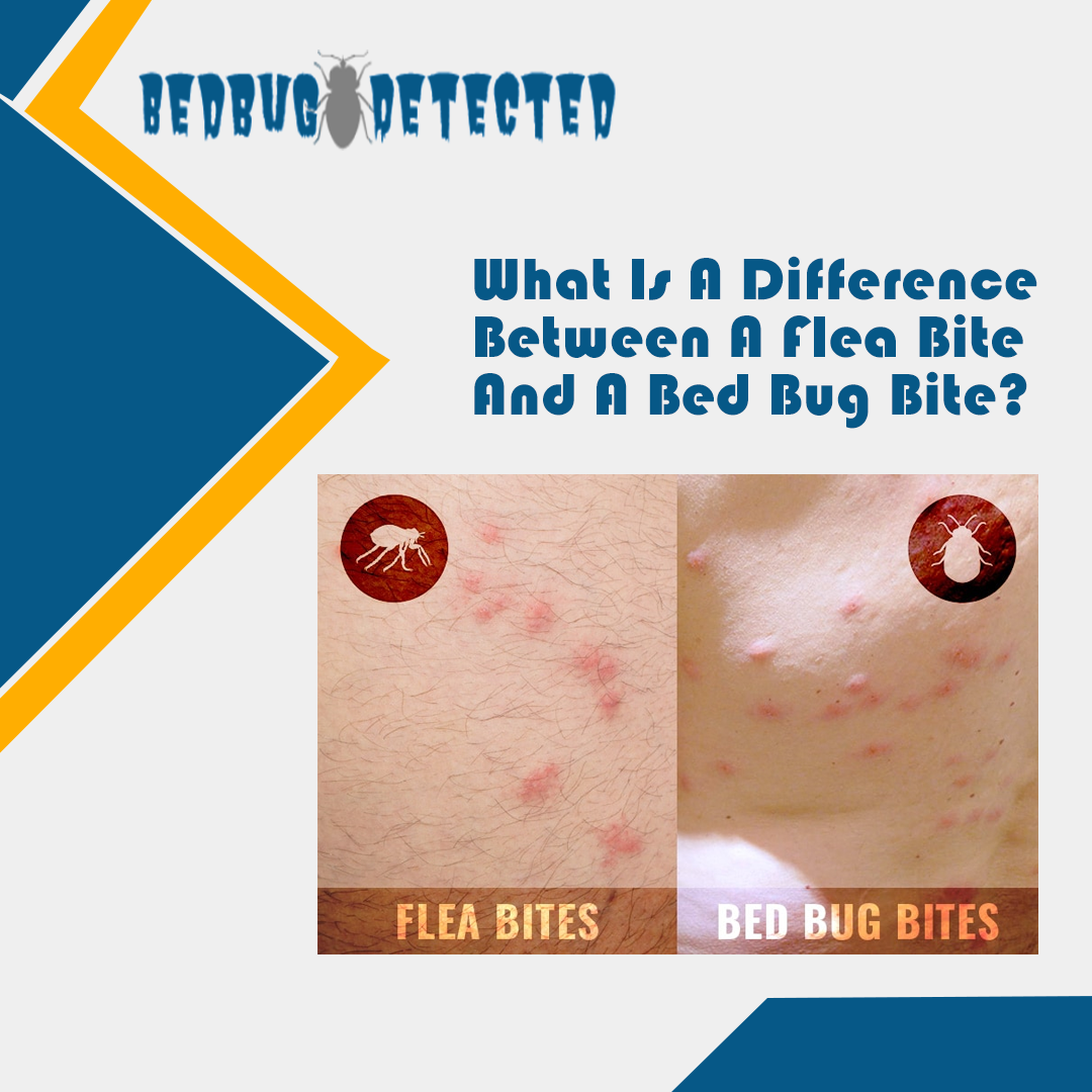 What Is A Difference Between A Flea Bite And A Bed Bug Bite