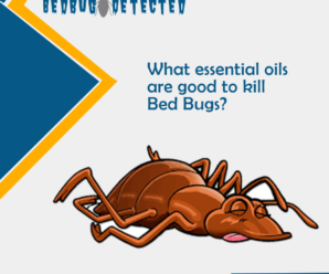 What essential oils are good to kill Bed Bugs?