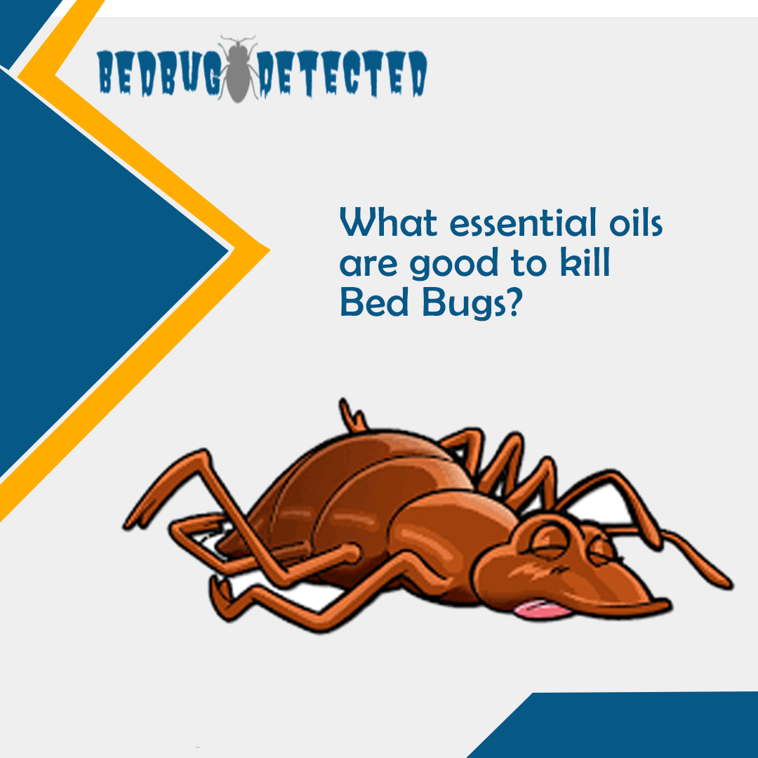 What essential oils are good to kill Bed Bugs?