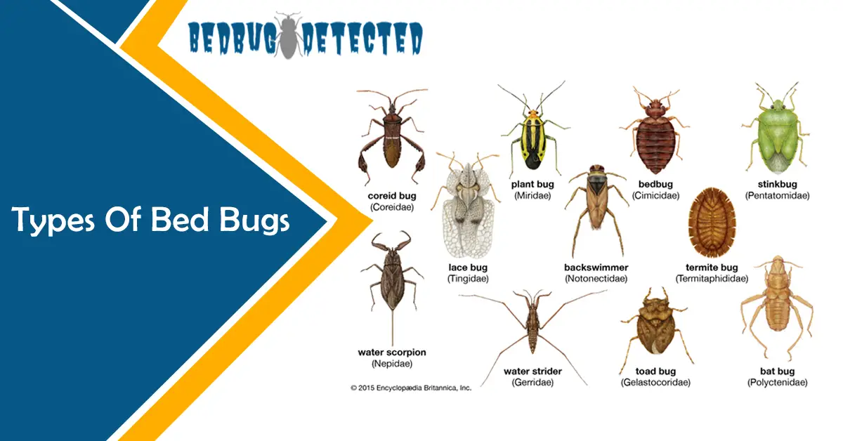 Types Of Bed Bugs