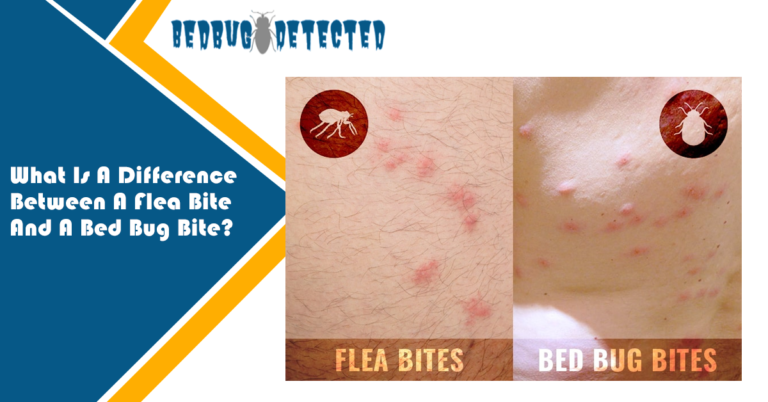mosquito bites vs bed bug bites