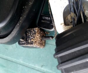 Bed Bugs In Electronics