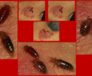 Can bed bugs live in heaters?