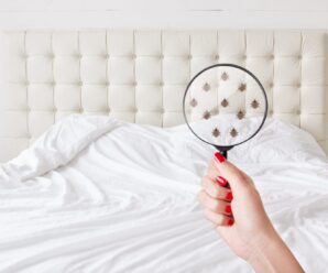 How do professionals detect bed bugs?