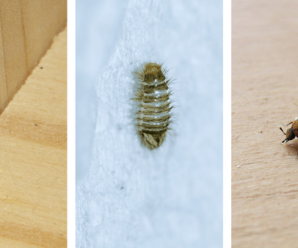 Do carpet beetles get in your bed?