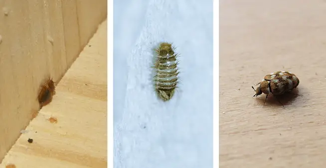 carpet beetle vs bed bug