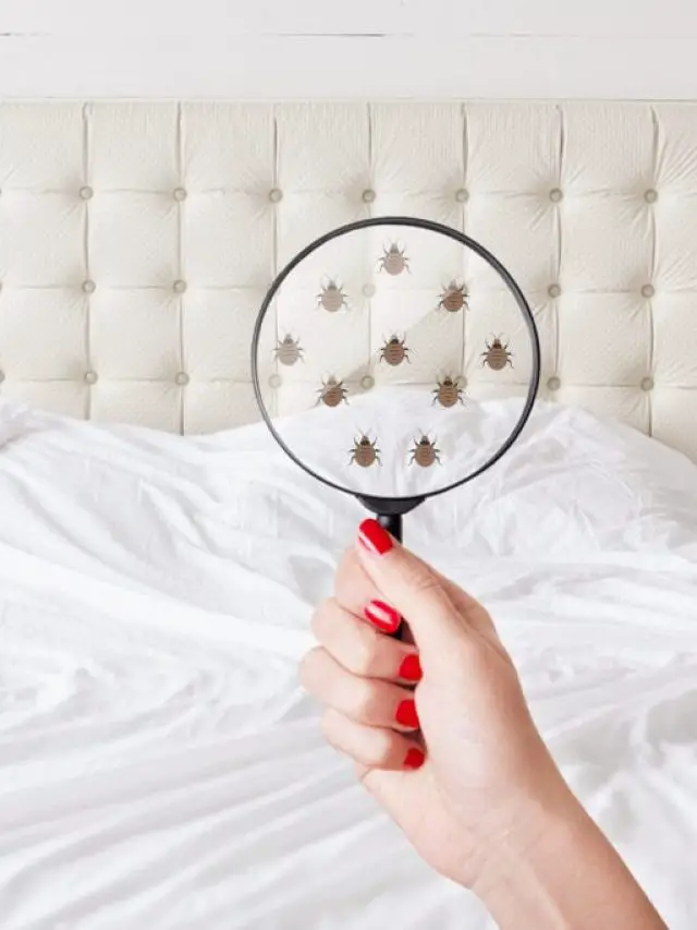 CAN BED BUGS MAKE YOU SICK?
