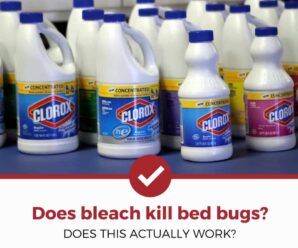 Does bleach kill bed bugs instantly