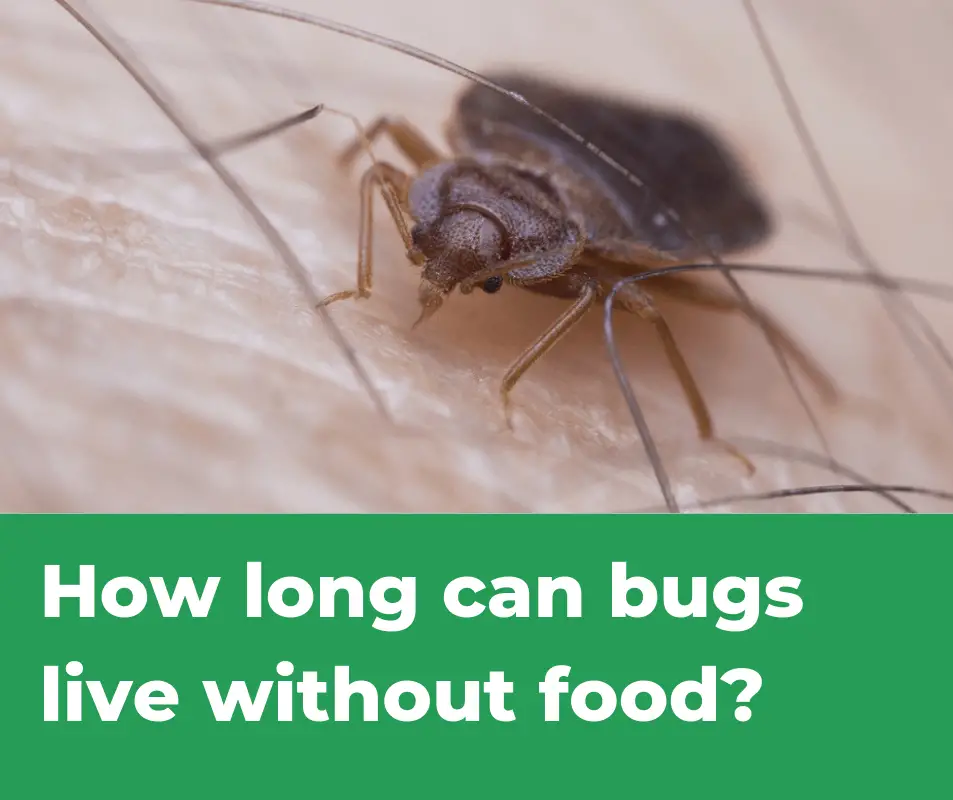 How Long Can Bed Bugs Live Without Food