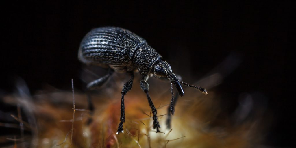 Bugs that look like tick