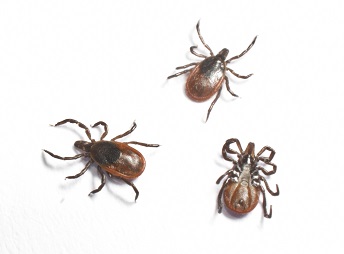 Bugs that look like tick