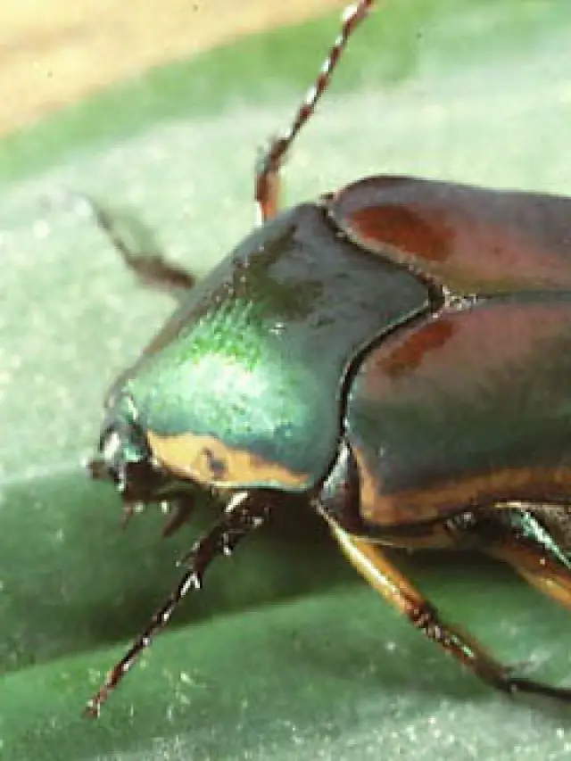 grown beetles