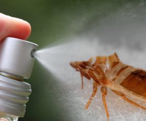 Most effective Bed bugs killer spray