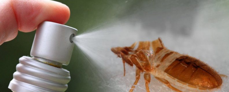 Most effective Bed bugs killer spray