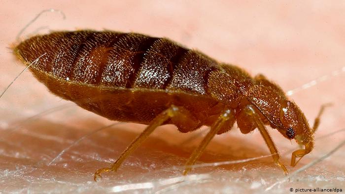 Most lethal enemies of bedbugs