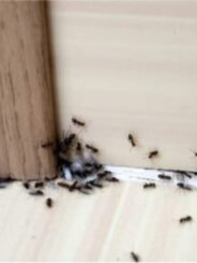 Do Ants Bed Bugs