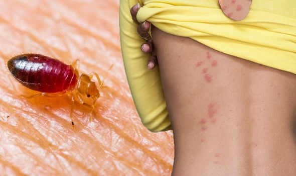 Best Treatment To Get Rid Of Bed Bugs