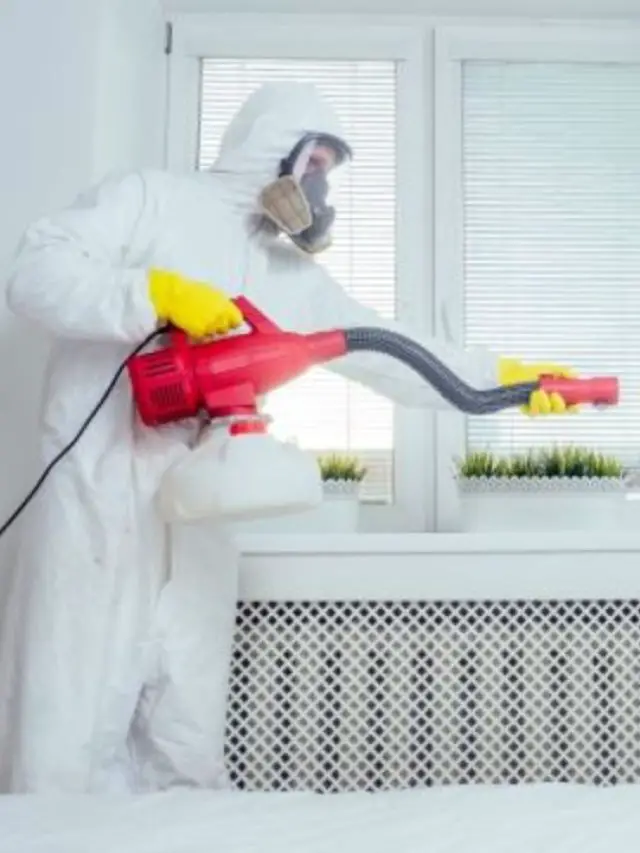 How exterminator’s get rid of bed bugs?