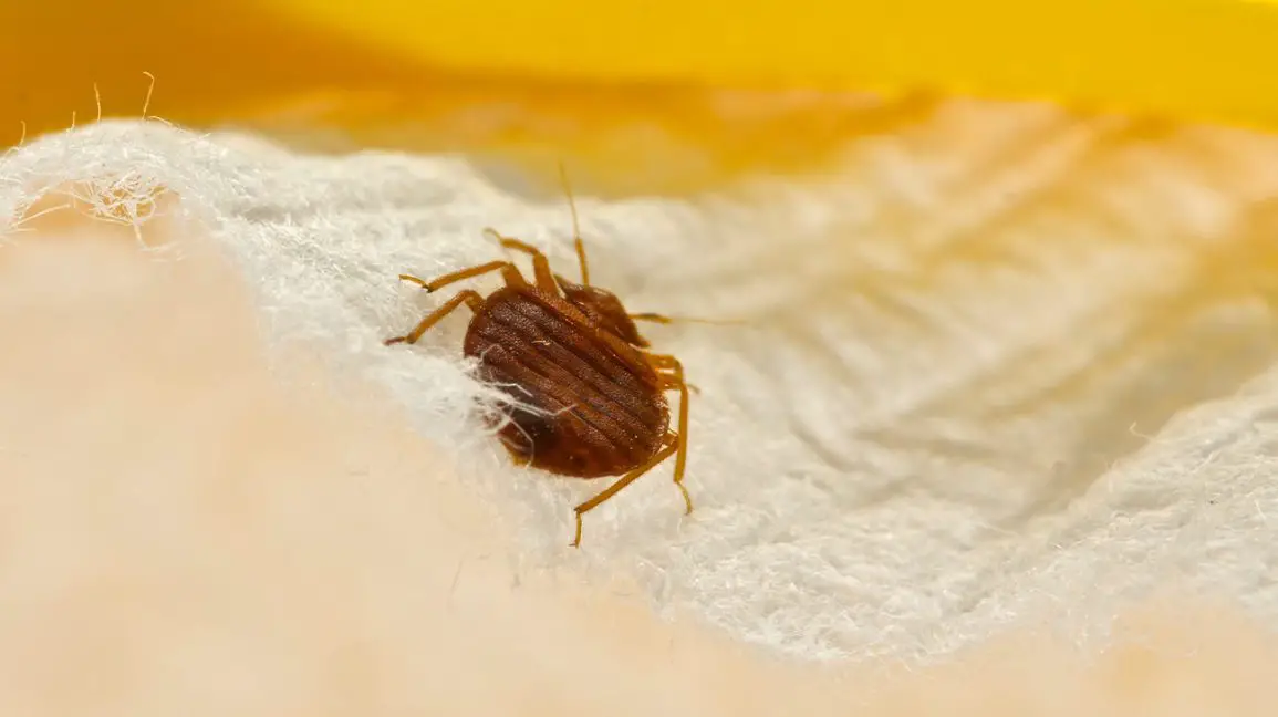 Best chemicals to clear out bed bugs