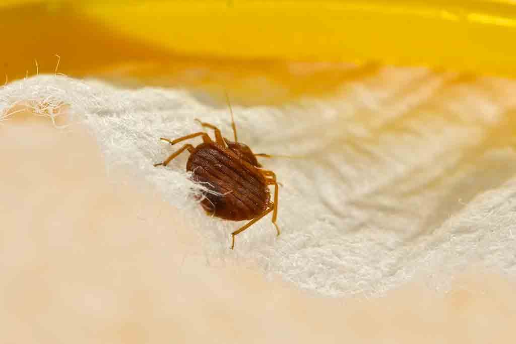 Tricky But effective Track for Bed Bugs