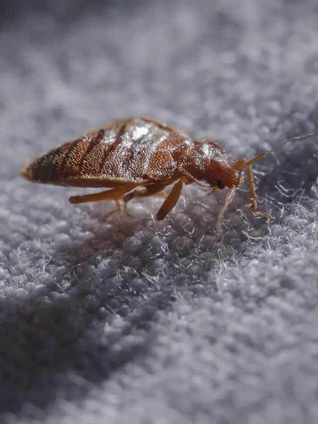 WHAT IS THE MOST EFFECTIVE BED BUG TREATMENT?