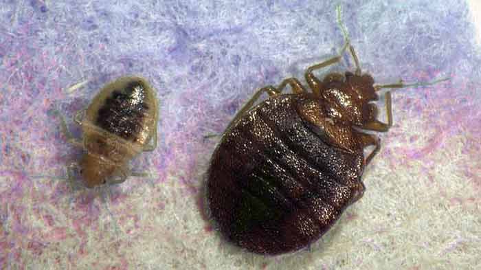 What Do Bed Bugs Hate