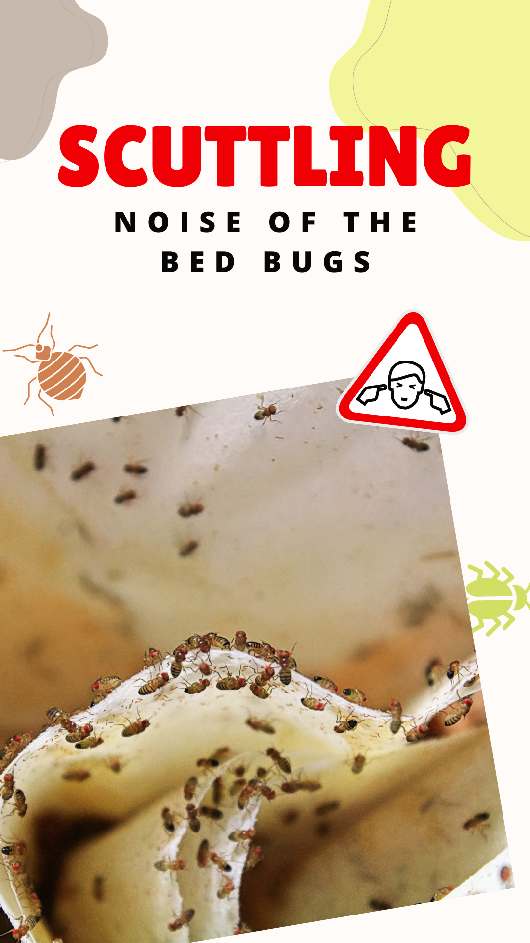 Do bed bugs make noise? Bed Bug Detected