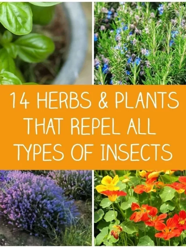 insect-repelling-plants-facebook.jpg