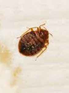 bed bugs spiritual meaning