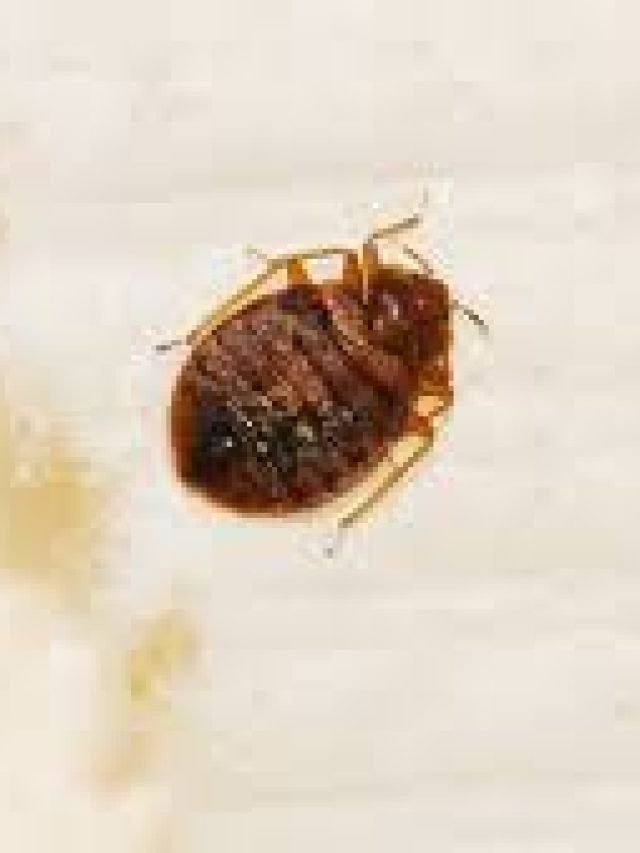 Does Rubbing Alcohol Kill Bed Bugs?
