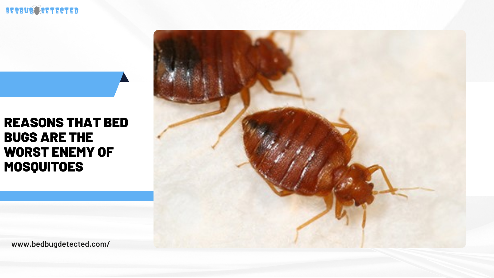 What blood type do bed bugs like