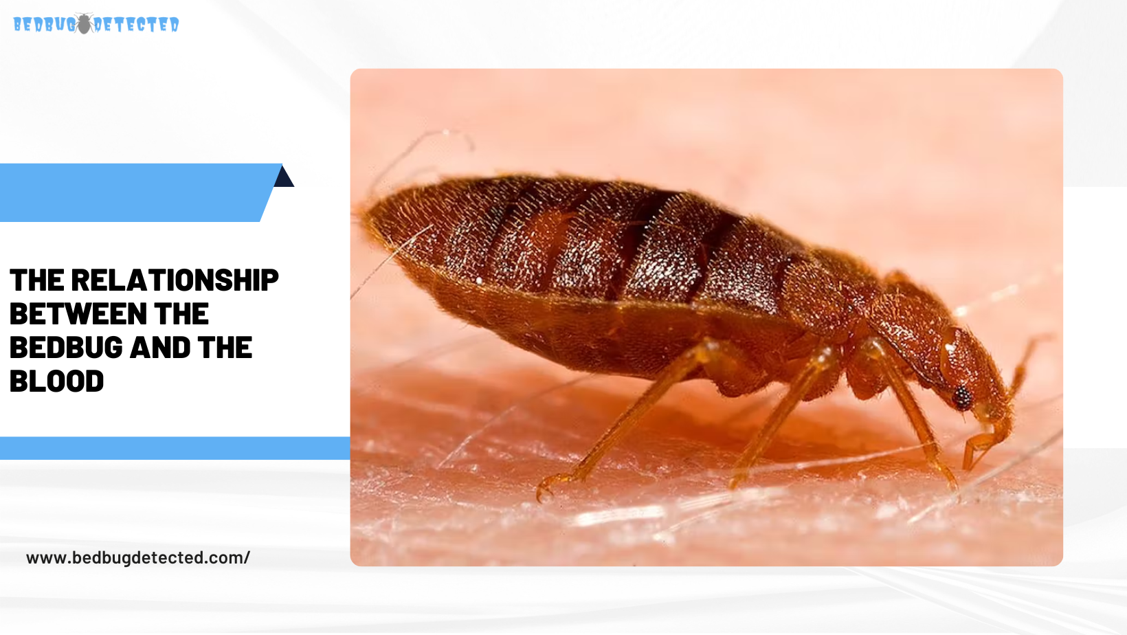 What blood type do bed bugs like
