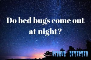 Bed bugs at night